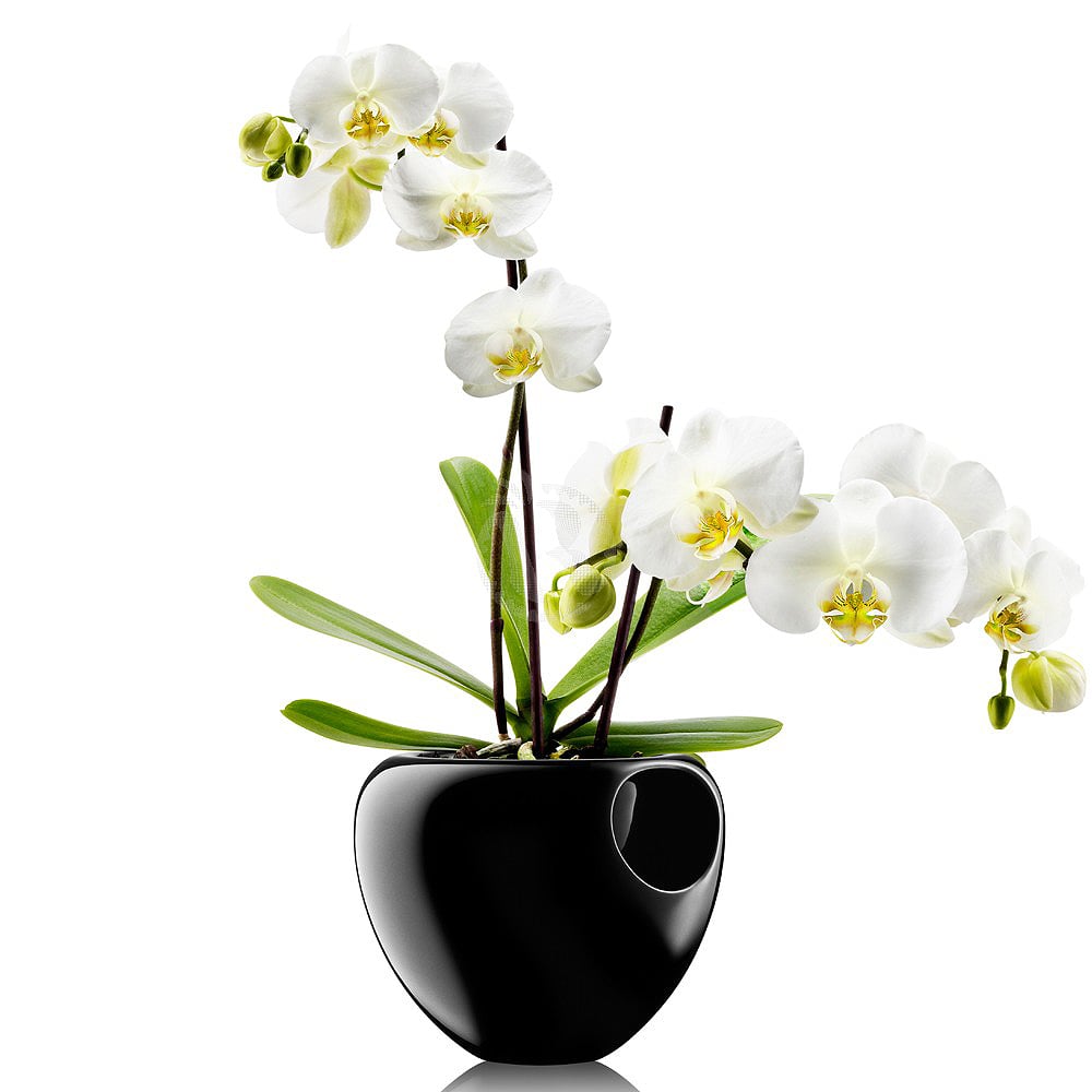      Orchid pot, 18 , 15 , , Eva Solo, 